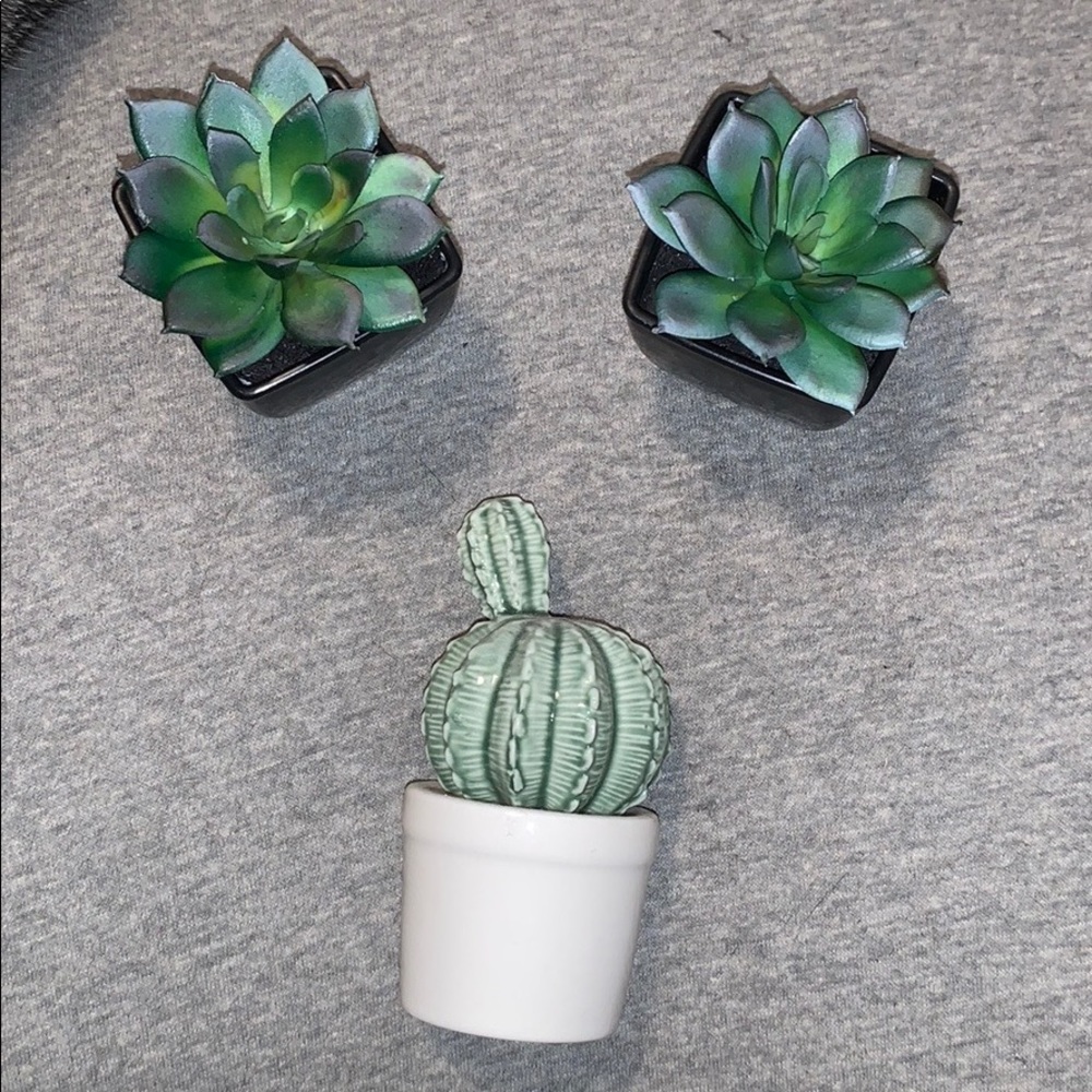 Mini Plants